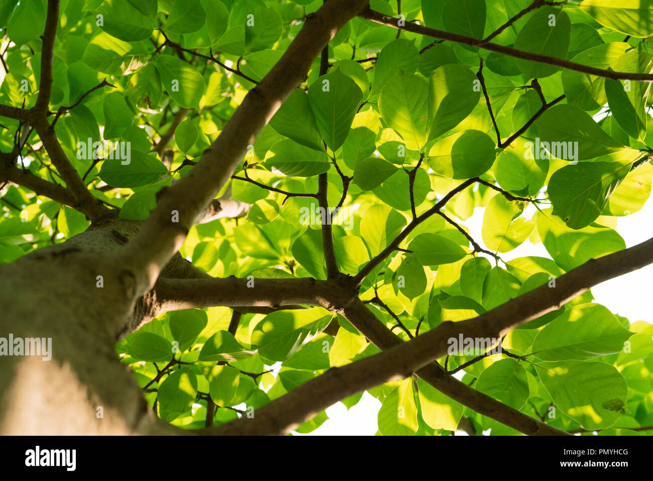 tree branch on sunny day lower view point for summer holiday concept Stock Photo