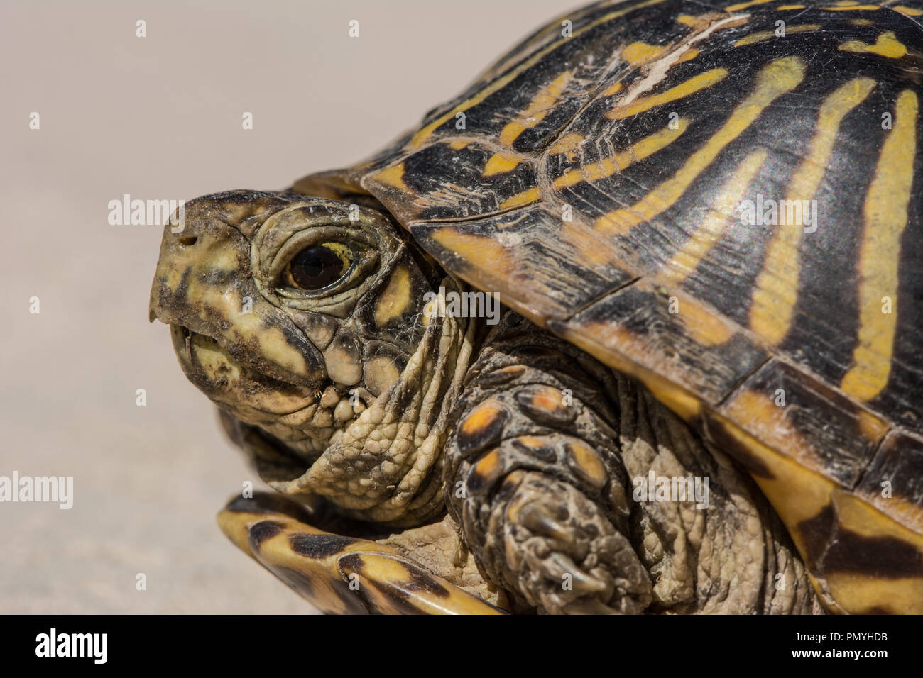 An adult female Plains Box Turtle (Terrapene ornata ornata) encountered