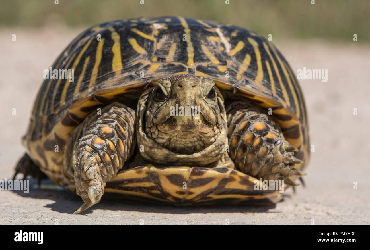 An adult female Plains Box Turtle (Terrapene ornata ornata) encountered