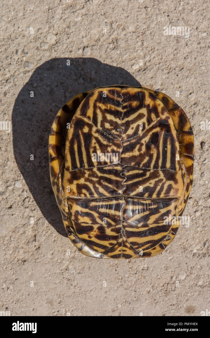Plains box turtle hires stock photography and images Alamy