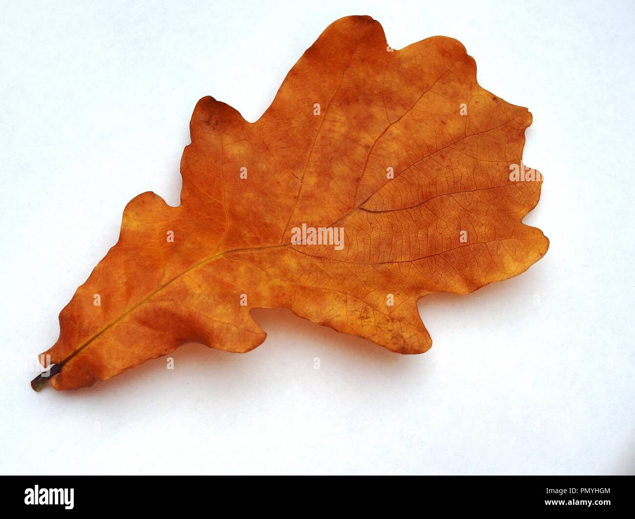 Fallen autumn oak leaf on white background. Brown oak leaf. Close up ...