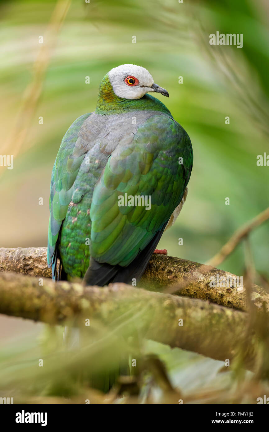 White-bellied Imperial-pigeon - Ducula forsteni, beautiful colorful pigeon from Indonesian forests and woodlands. Stock Photo