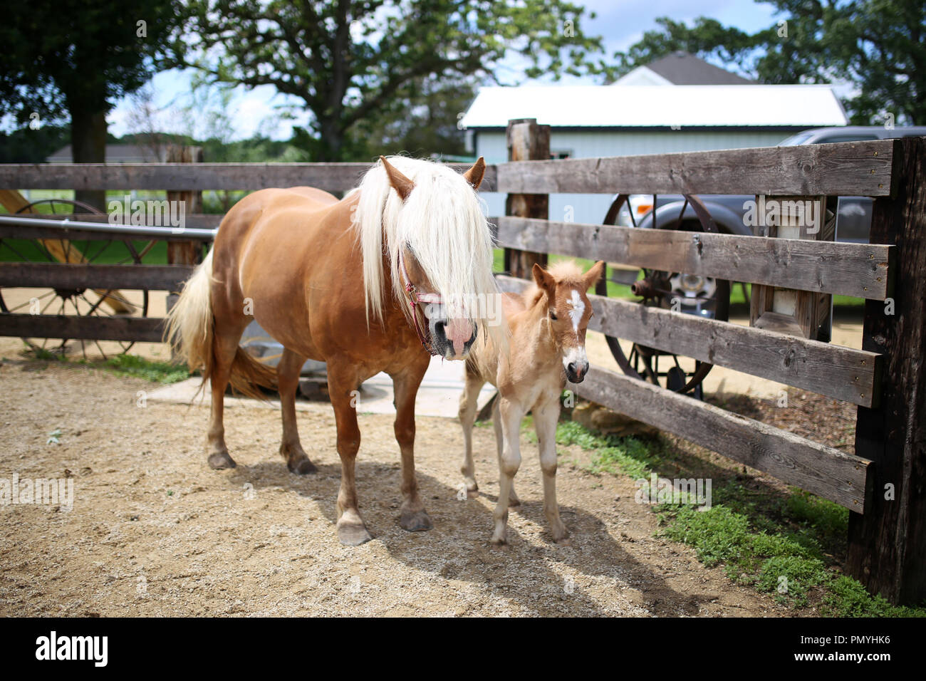 A tan and blonde mother Haflinger Horse is standing in a fenced in farm pasture with her newborn baby Foal. Stock Photo