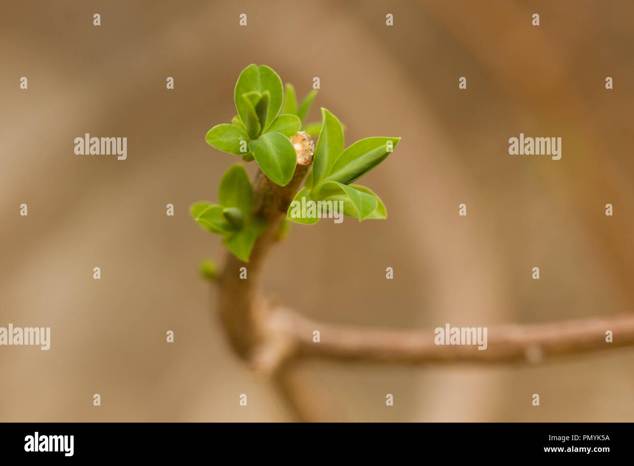 Close up on the leaves of Greek spiny spurge (euphorbia acanthothamnos) Stock Photo