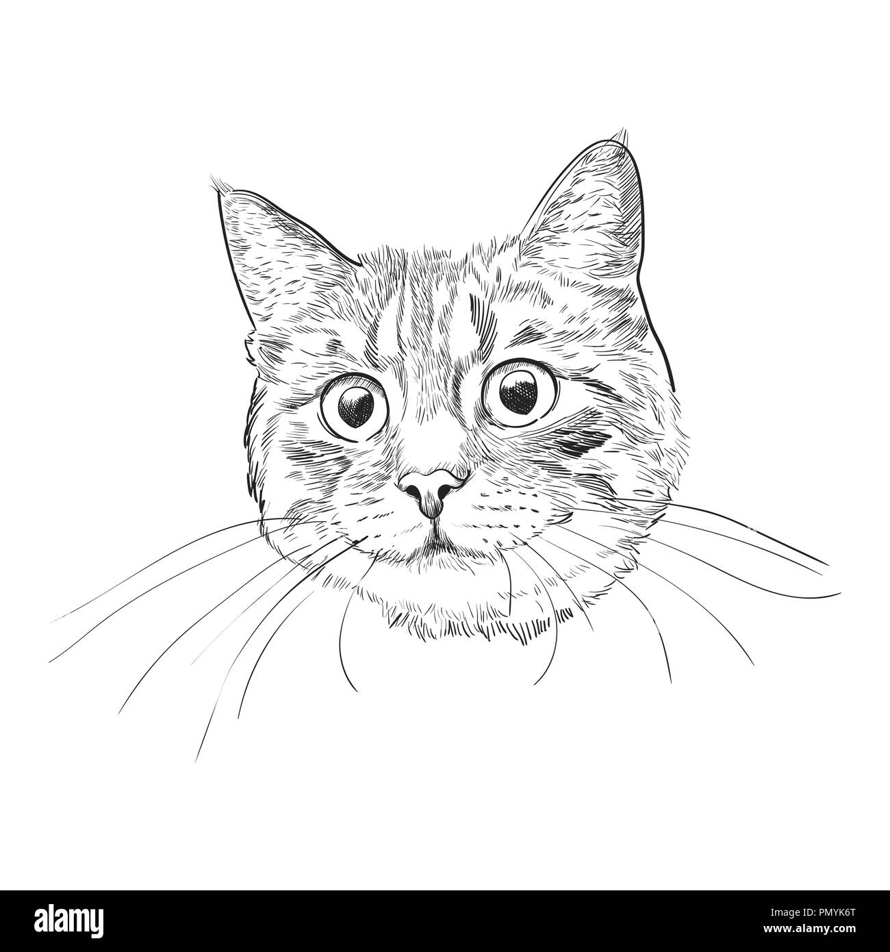 Cat face sketch vector stock vector. Illustration of shorthair - 91312827