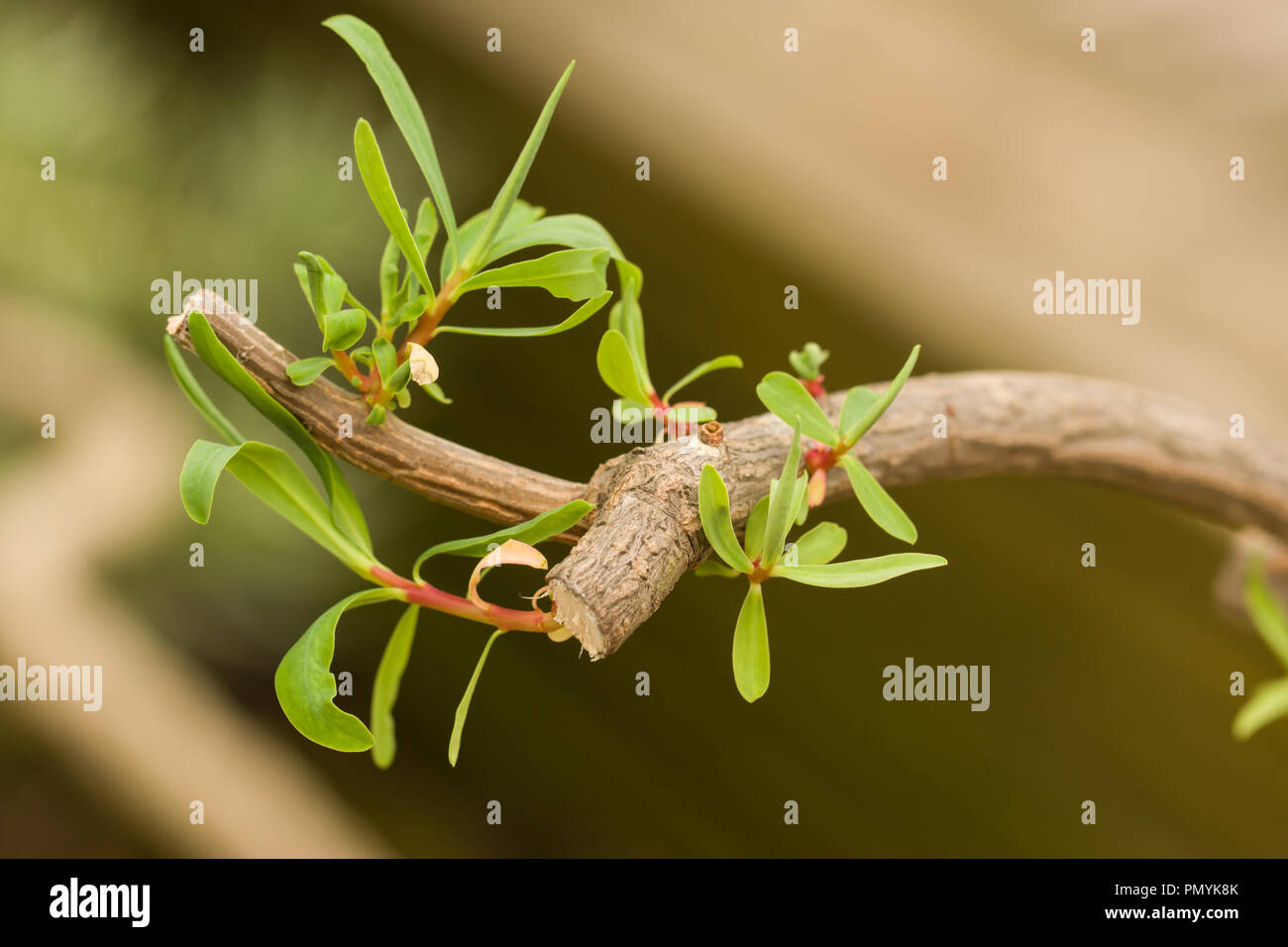 Close up on the foliage of Euphorbia dendroides, a plant which is used for medical purposes since ancient times, Seen in Berlin Botanical Garden, Stock Photo