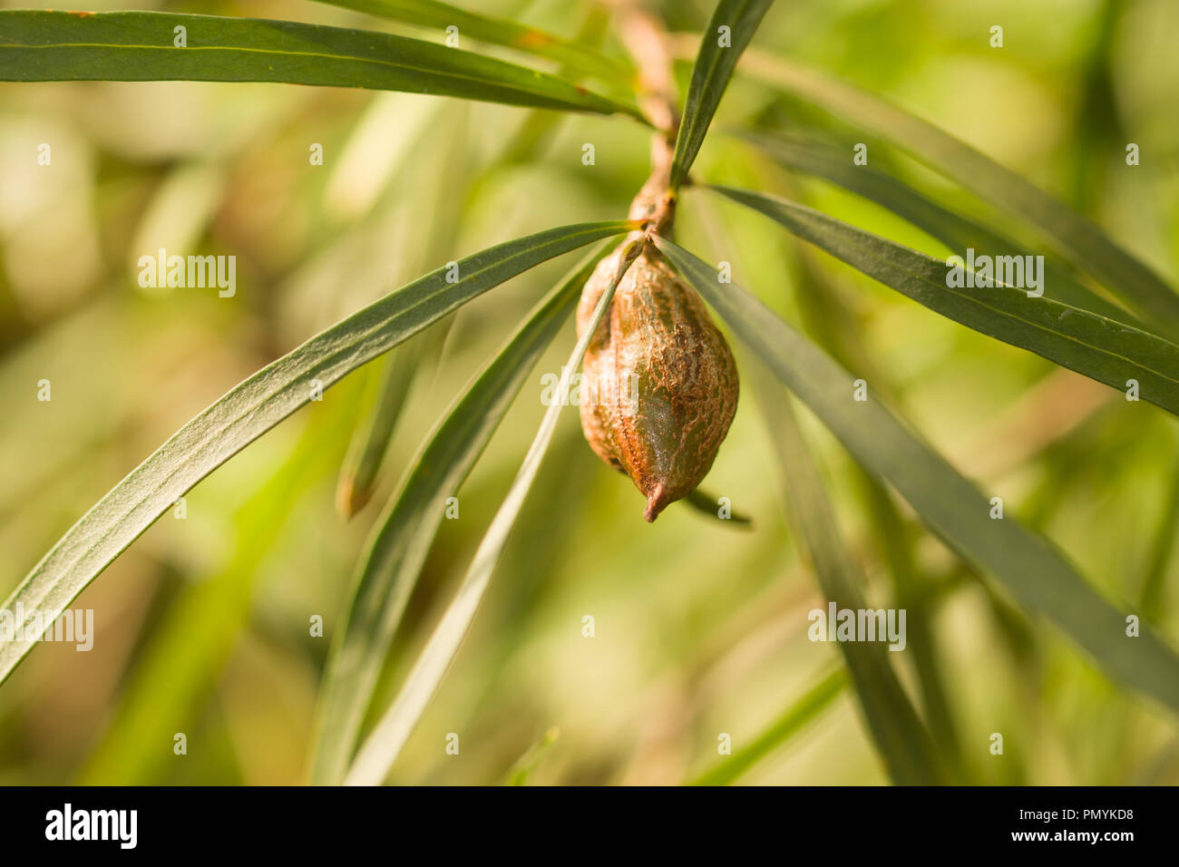 Fruit and foilage of Hakea eriatha, a plant native to Australia Stock Photo