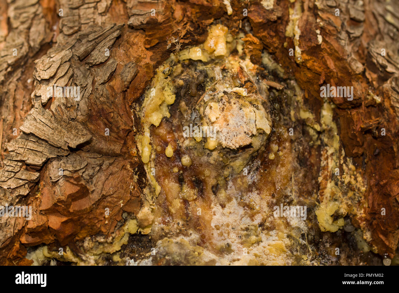 Close-up on the bark and tree sap of Pinus halepensis, also known as Aleppo pine. Stock Photo