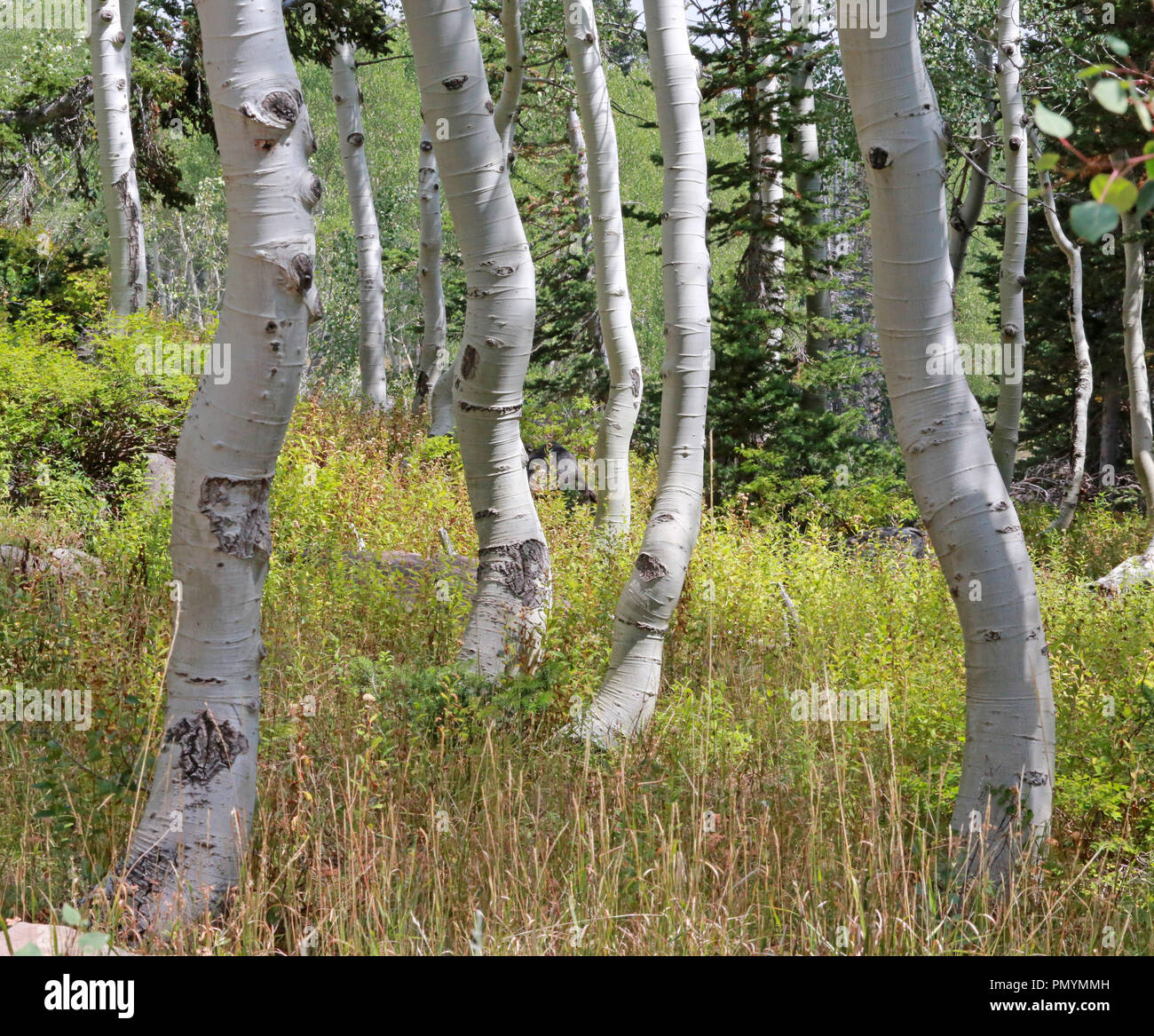 Paper Birch - The Grove 3D trees