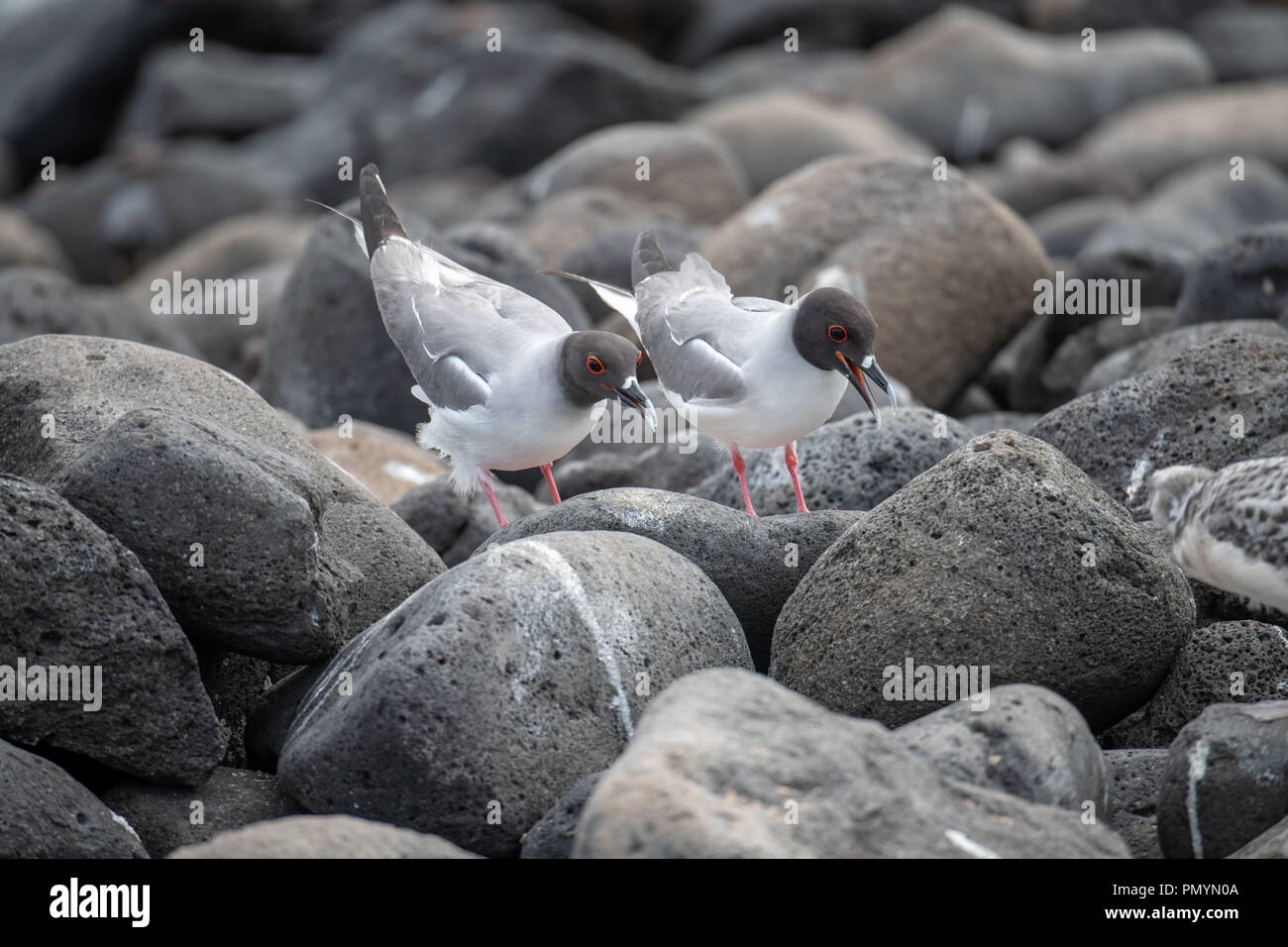 Pair of Swallow-tailed gulls (Creagrus furcatus) in Galapagos Islands Stock Photo