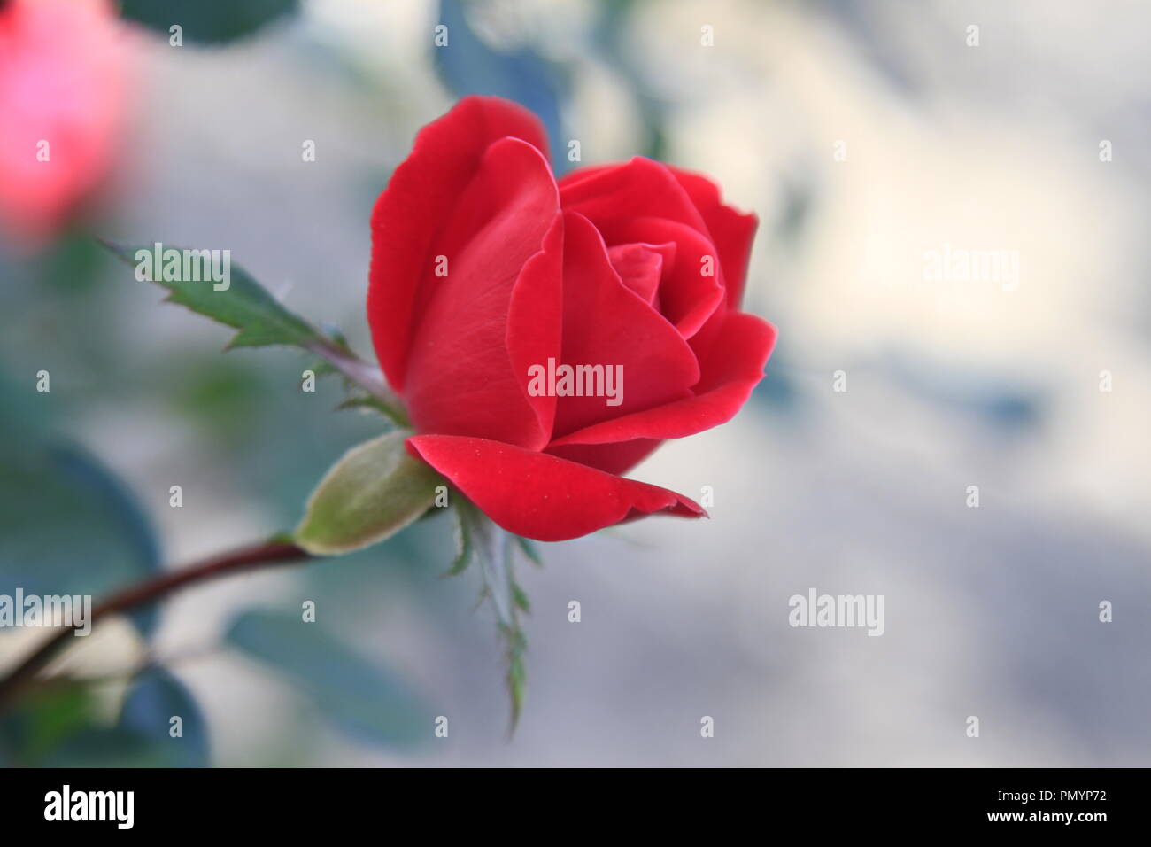 Love Rose in Dream Stock Photo Alamy