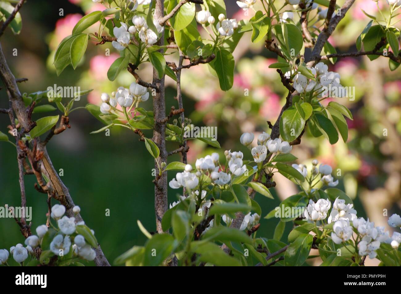 Apple Blossom Uk Orchard High Resolution Stock Photography and Images ...