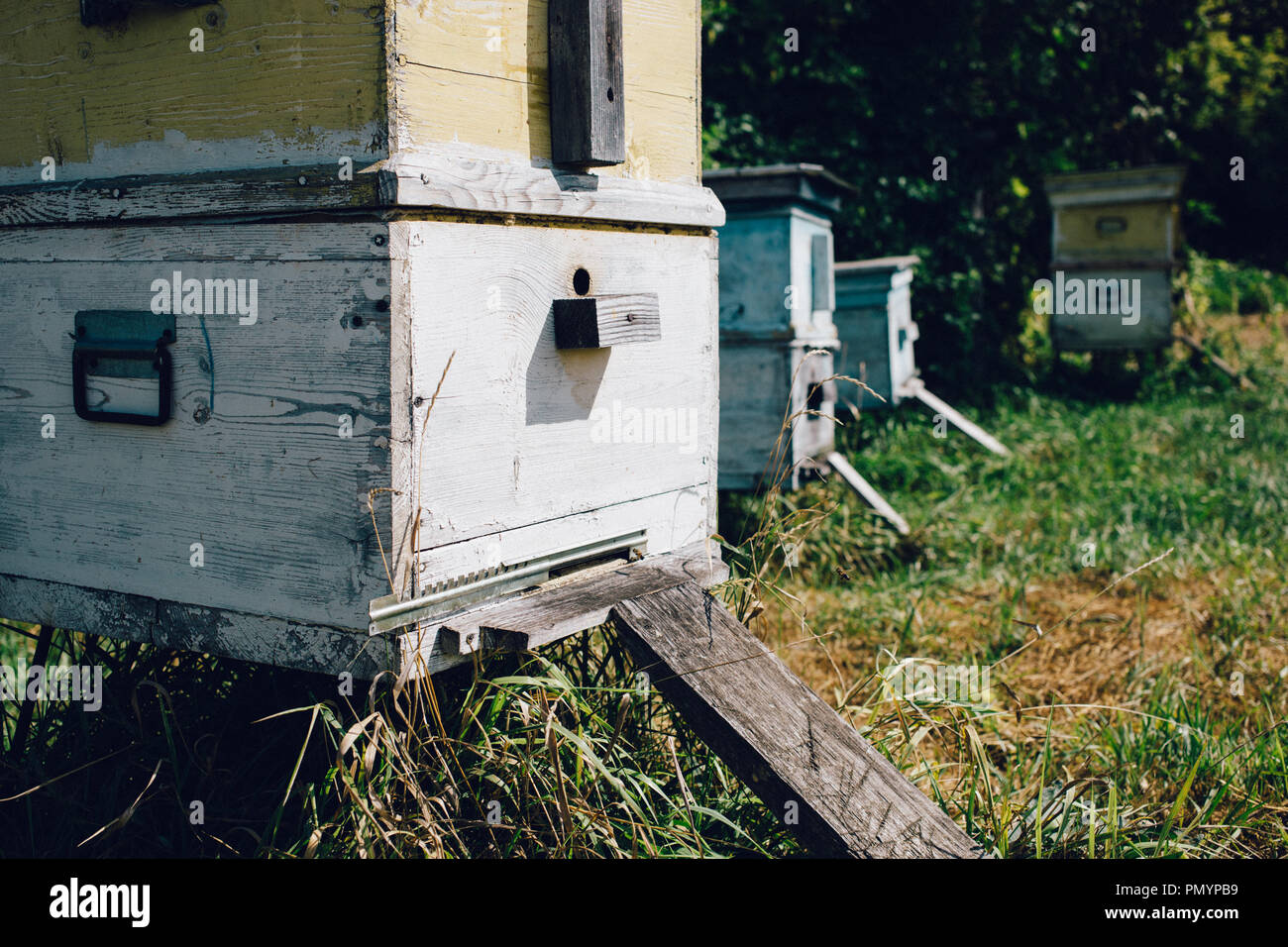 close up view Hives of bees in the apiary Stock Photo Alamy
