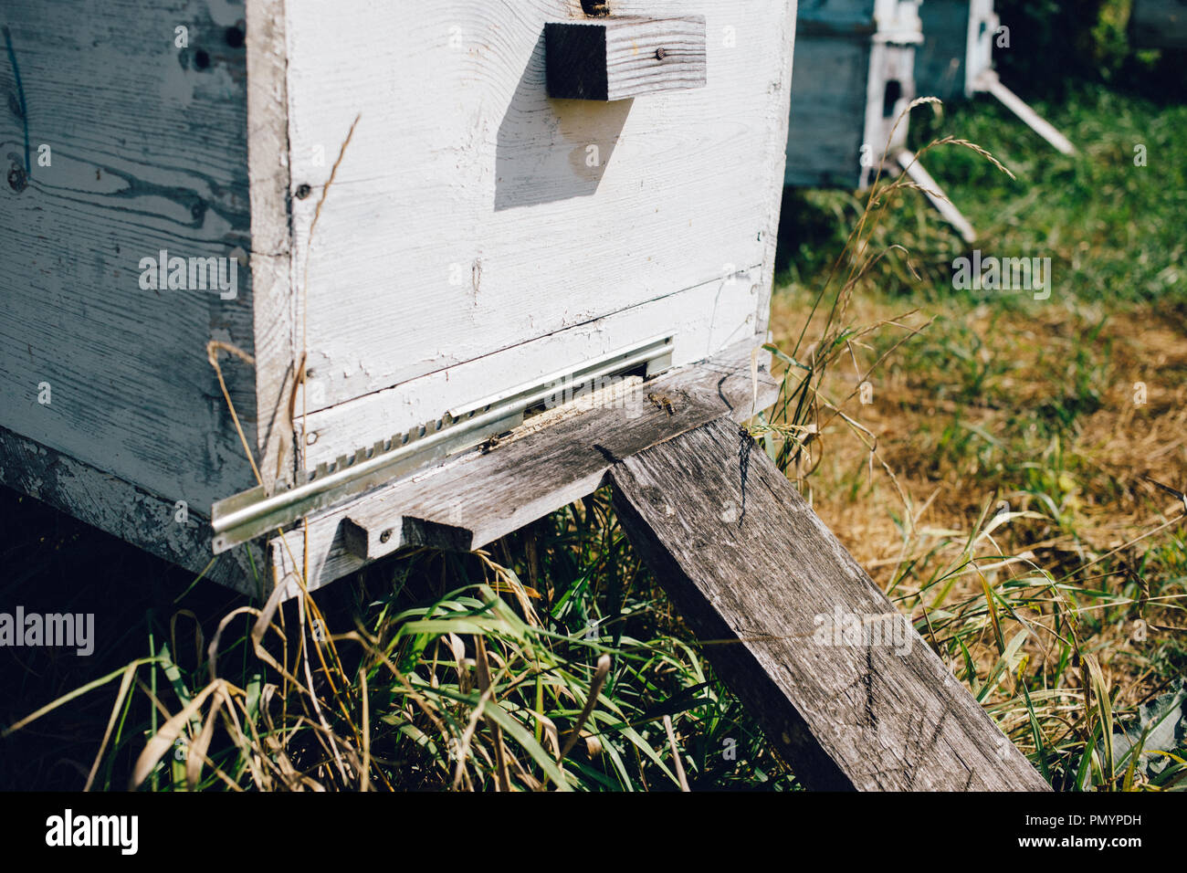 Close up view beautiful pied hi-res stock photography and images - Alamy