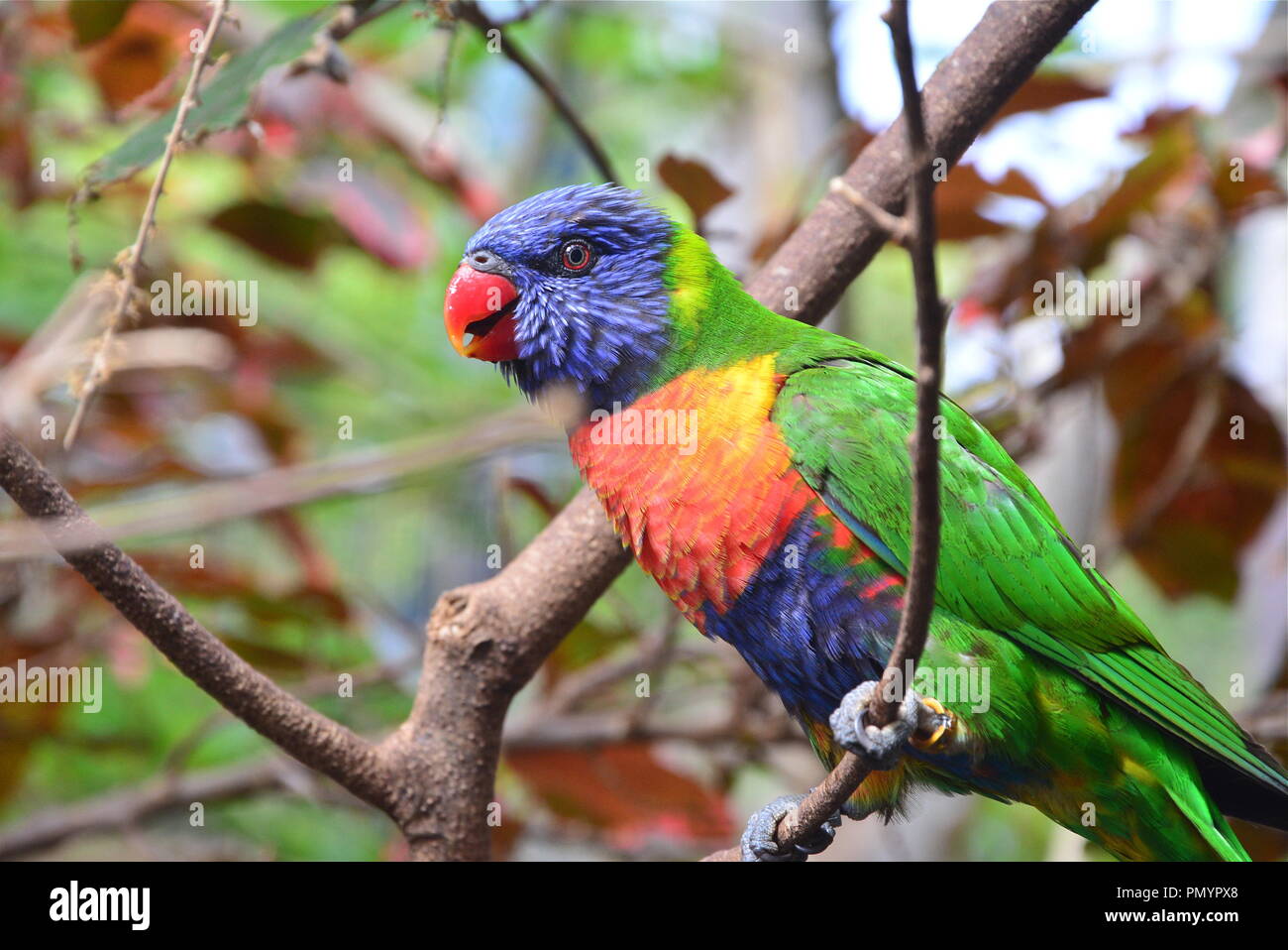 Squawking parrot hires stock photography and images Alamy