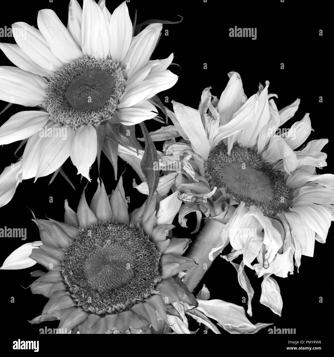 Different stages of life hi-res stock photography and images - Alamy