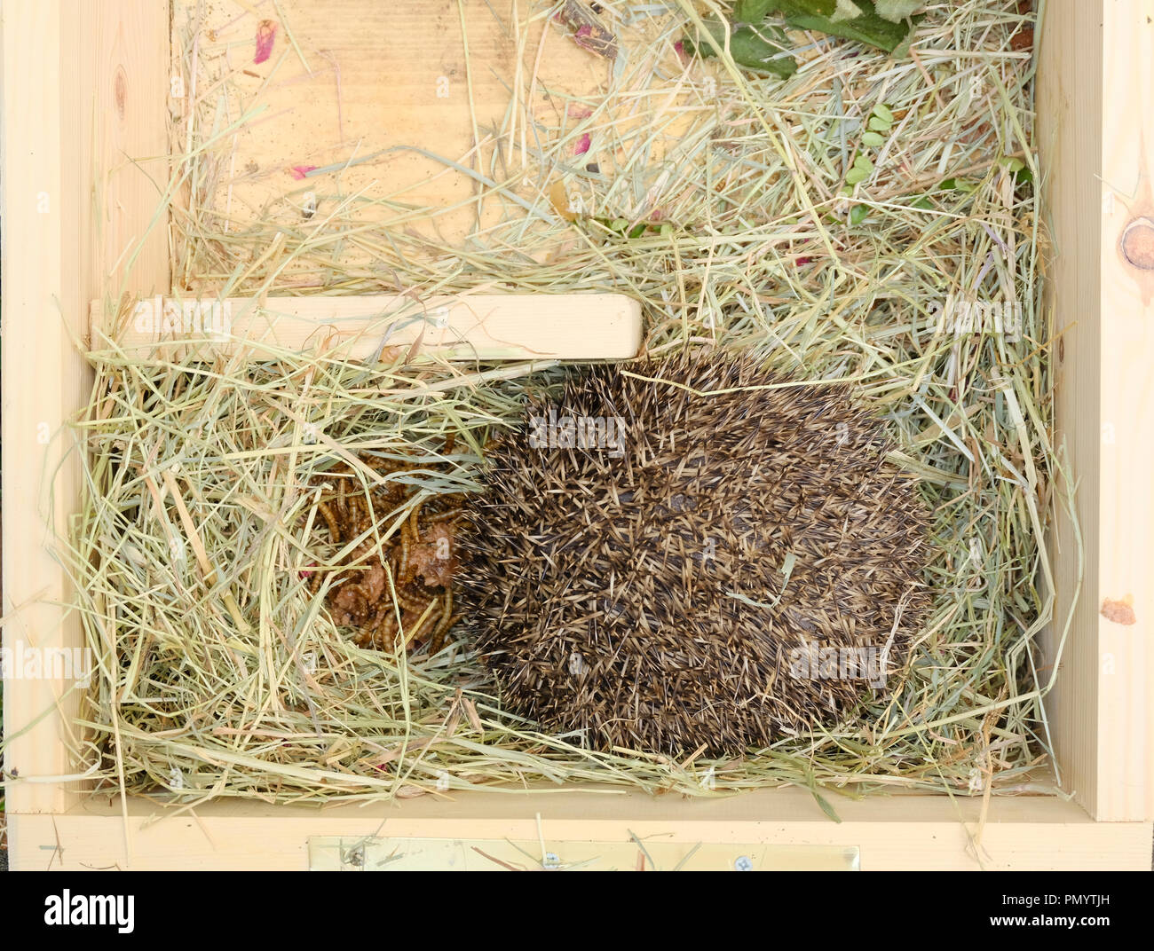 Small European Hedgehog rolled up inside custom made wooden Hedgehog