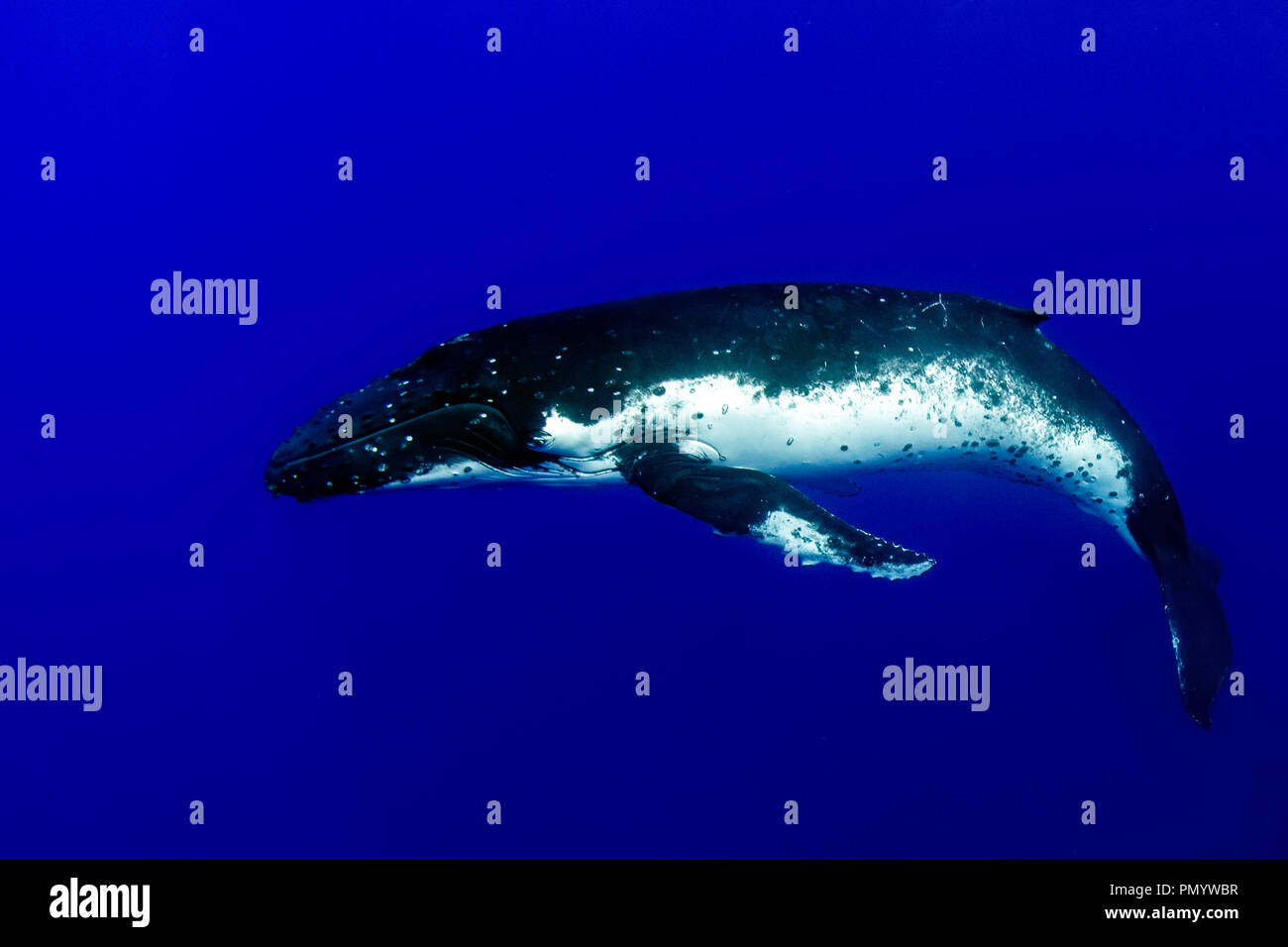Humpback Whale Underwater In Pacific Ocean Moorea French Polynesia