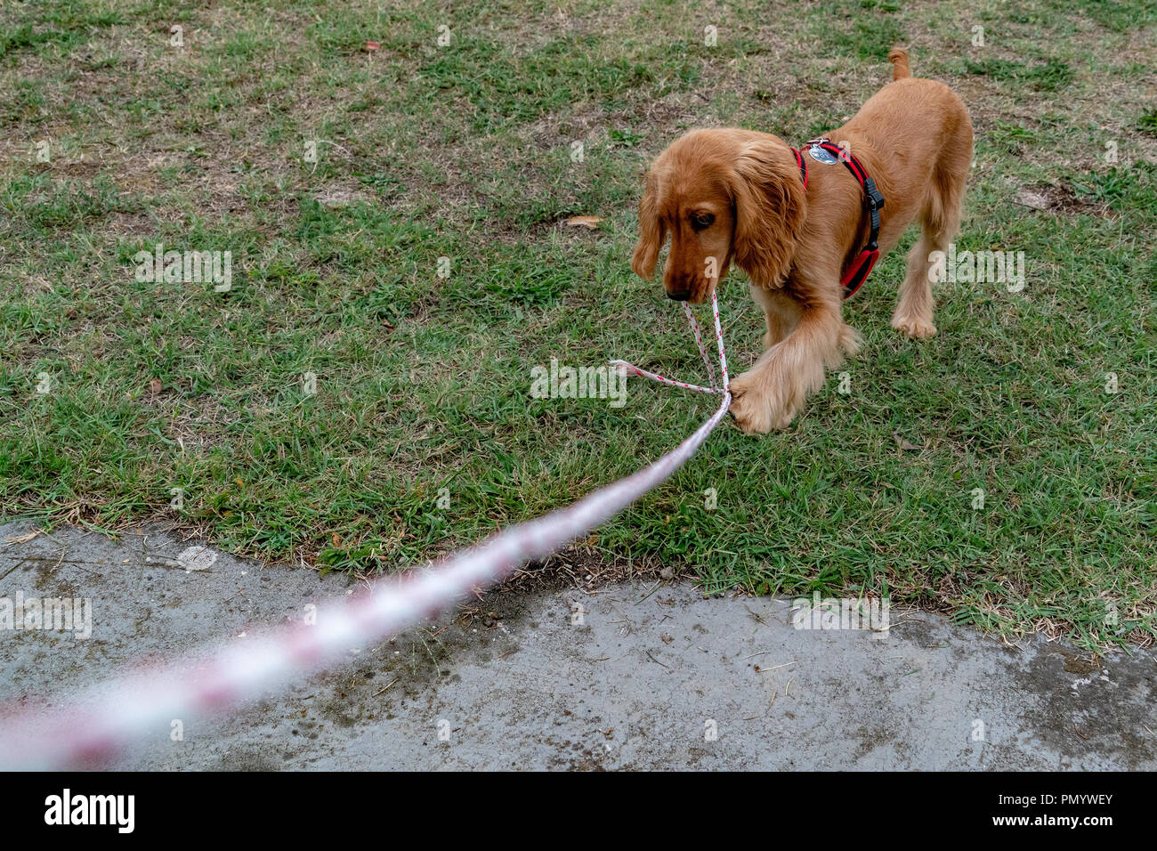 Cocker Spaniel Playing Cocker spaniel puppy playing hi-res stock photography and images - Alamy