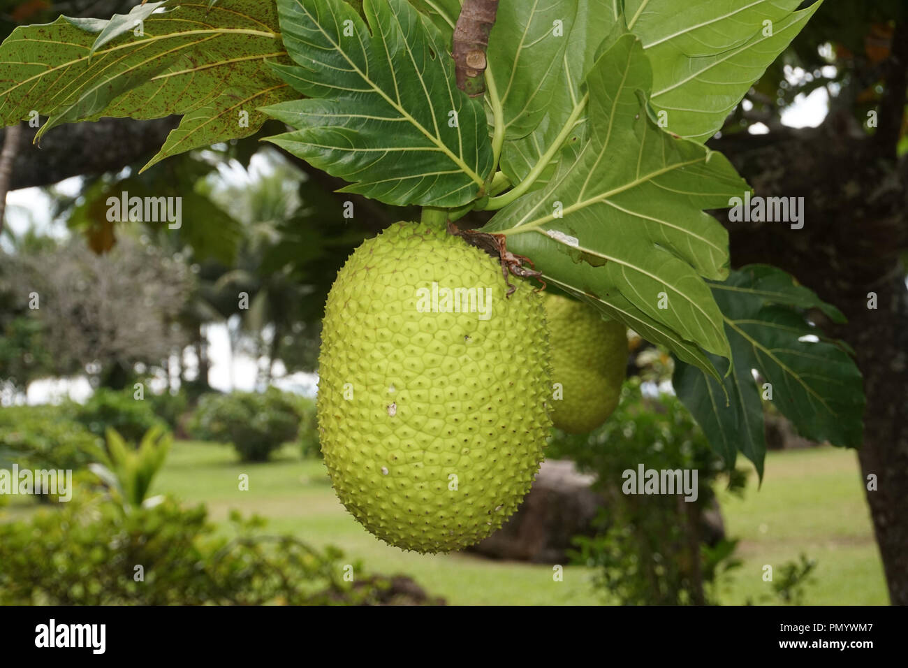 bread tree fruit in french polynesia Stock Photo Alamy