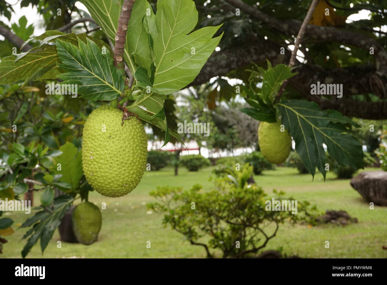 bread tree fruit in french polynesia Stock Photo Alamy
