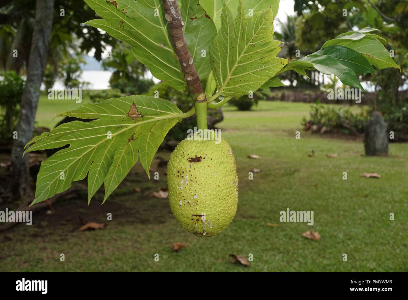 bread tree fruit in french polynesia Stock Photo Alamy