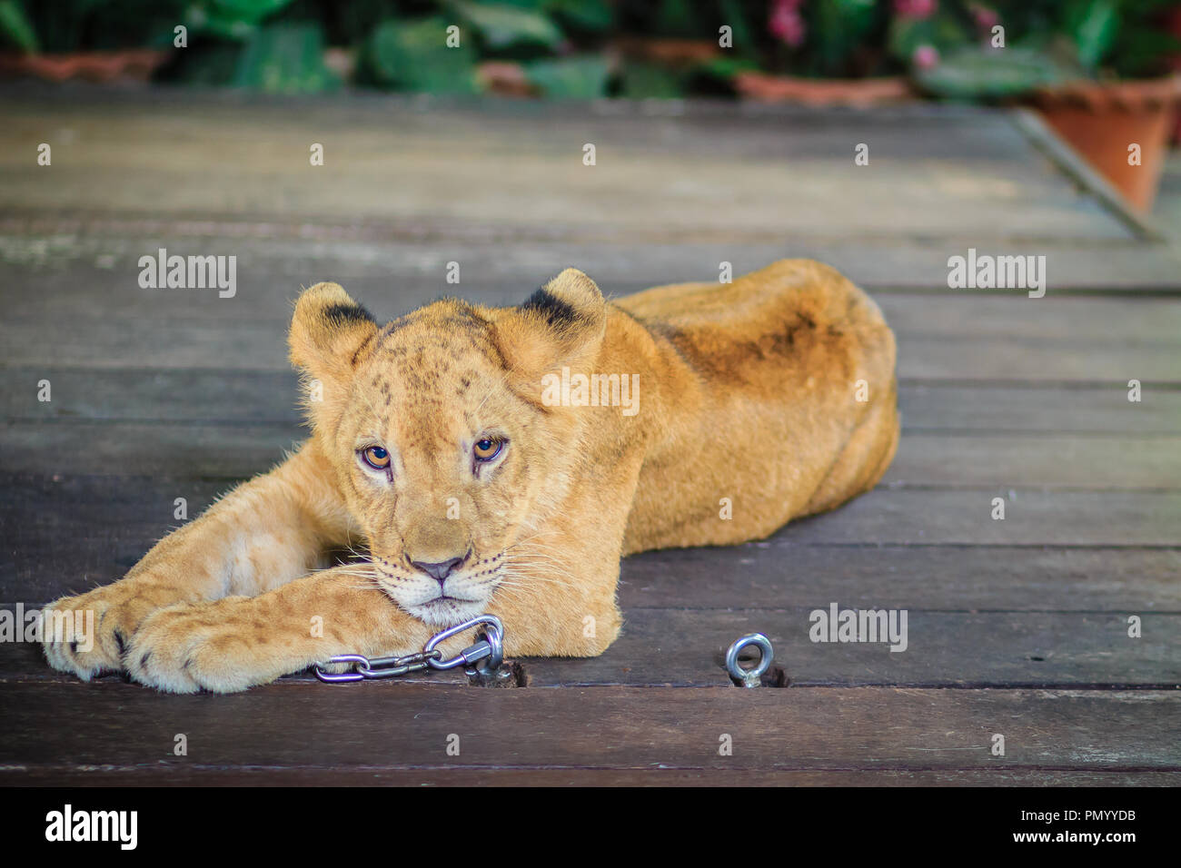 Young Lion Chained Is Lining On The Wooden Floor And Look So Bored