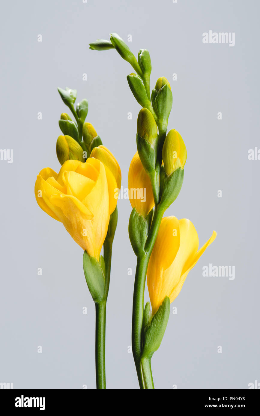 close up view of yellow fresia flowers isolated on grey Stock Photo - Alamy