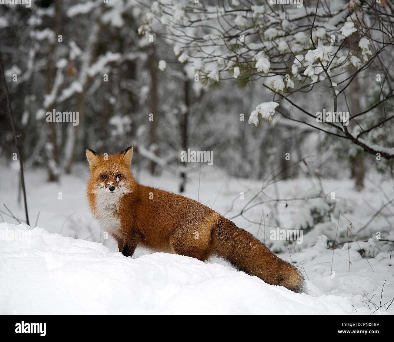 Fox in the winter season enjoying the snow. Stock Photo