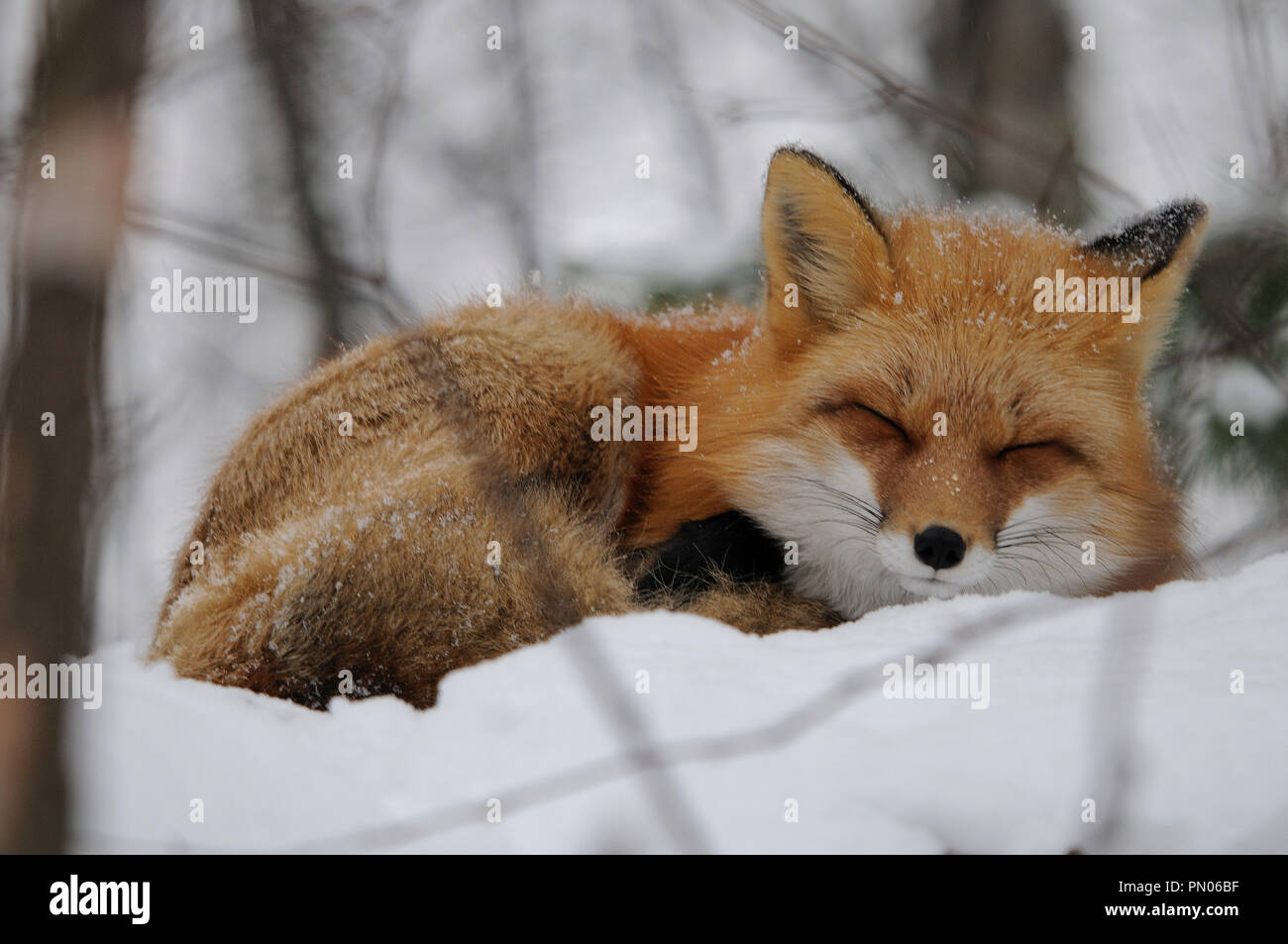 Fox sleeping on the snow in the winter season. Stock Photo