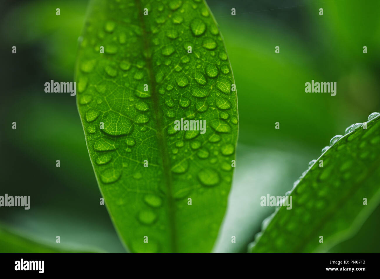 close up view of green leaves with water drops Stock Photo - Alamy