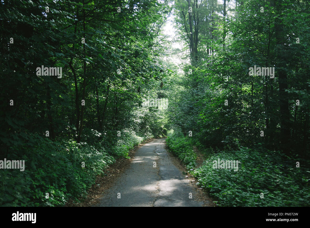 road between green trees in beautiful forest in Hamburg, Germany Stock ...