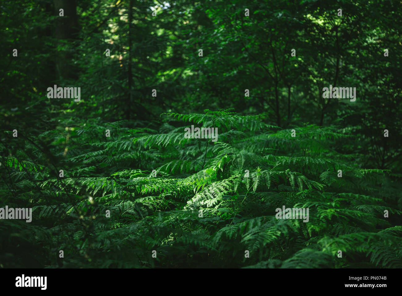 Hamburg dark forest hi-res stock photography and images - Alamy