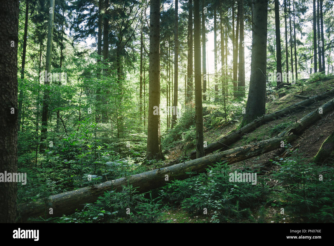 trees in beautiful green forest with sunlight in Hamburg, Germany Stock ...