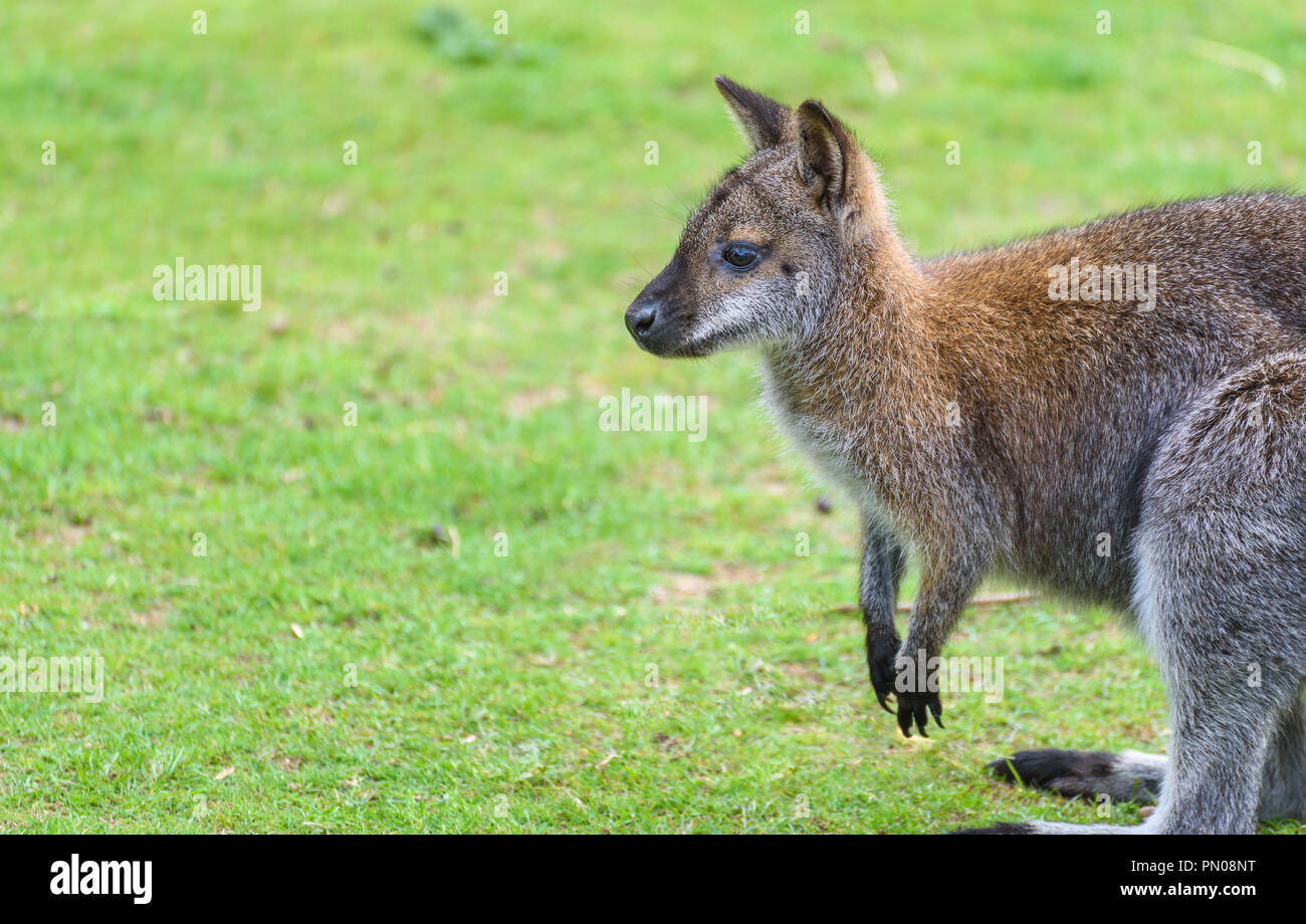 A young wallaby on grass with copyspace. Stock Photo