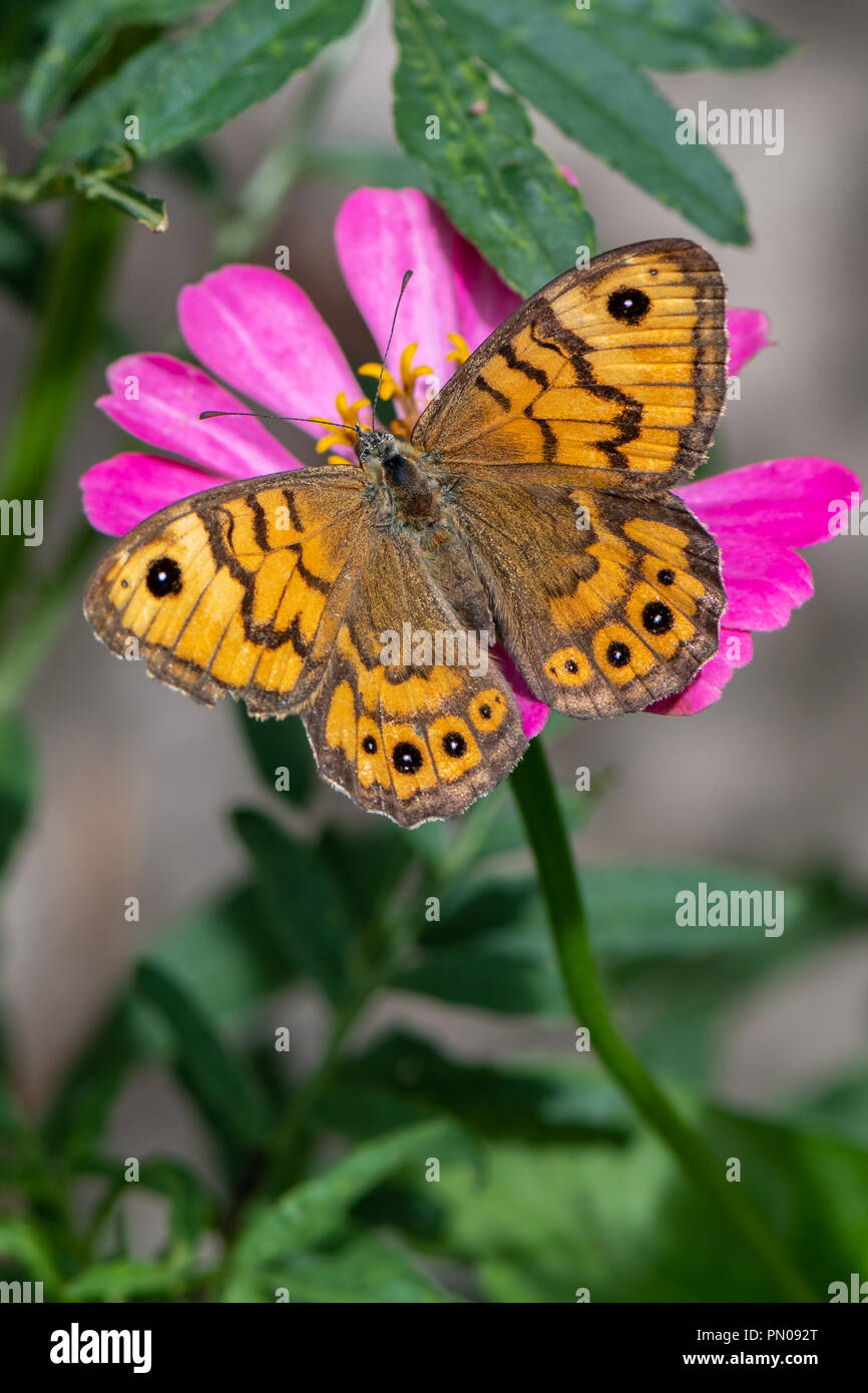 Lasiommata megera , Wall Brown Butterfly on flower Stock Photo