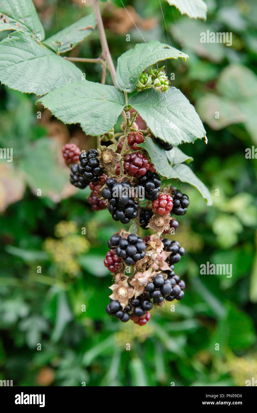 Bramble wild blackberry bushes with ripe and unripe fruits Celbridge, Ireland Stock Photo