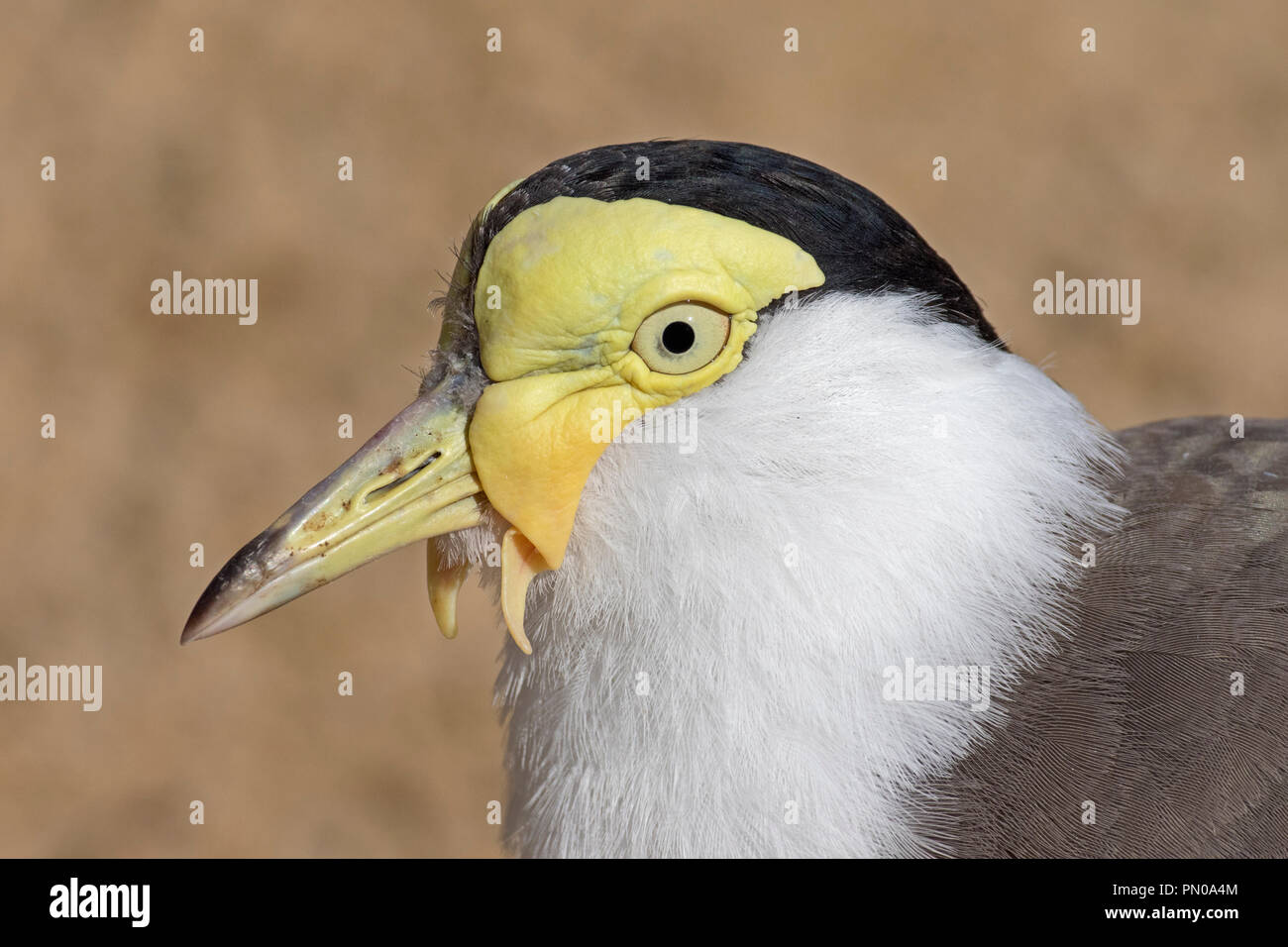 Masked Lapwing or Wattled Plover   (Vanellus miles) Stock Photo