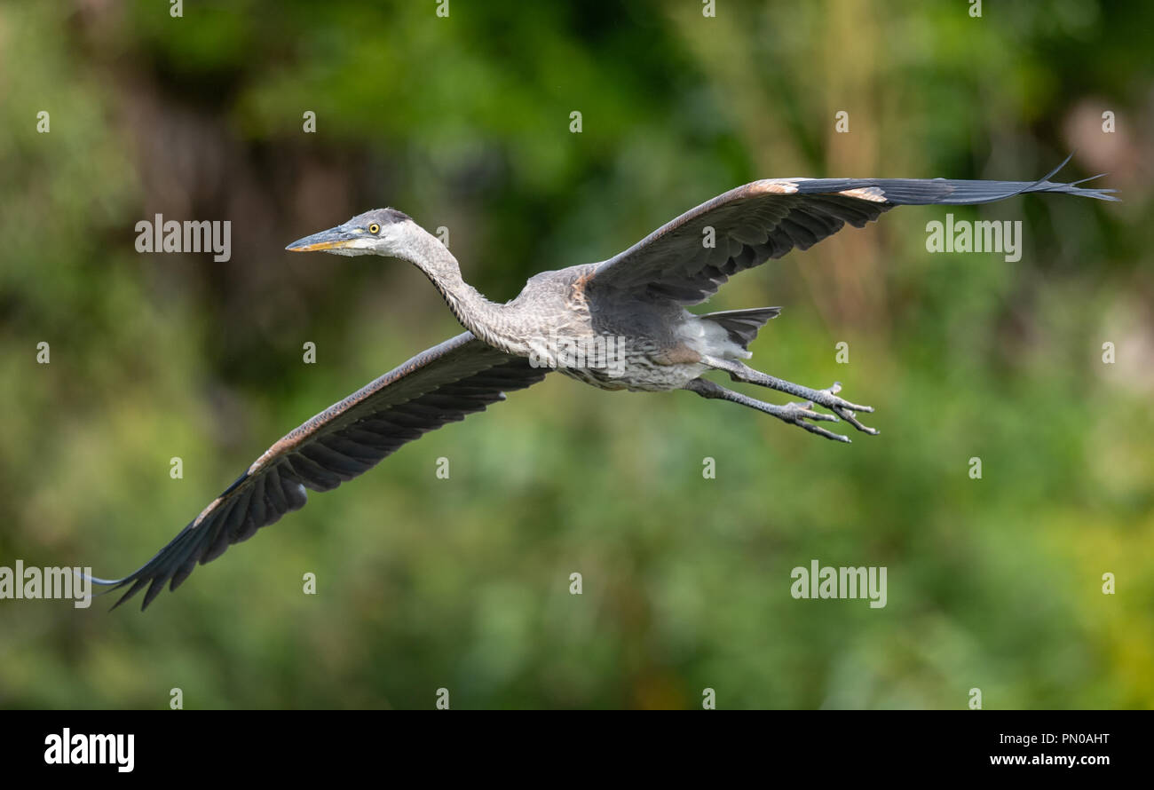 Great blue heron in flight hi res stock photography and images Alamy Great blue heron in flight hi res stock photography and images Alamy