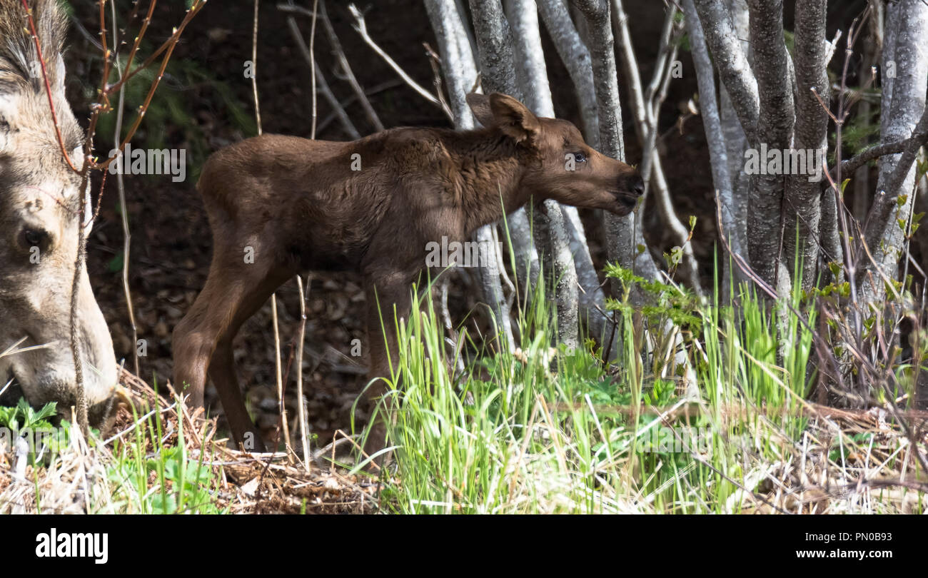 A brand new baby moose barely able to stand gazes into the thick alder stand Stock Photo