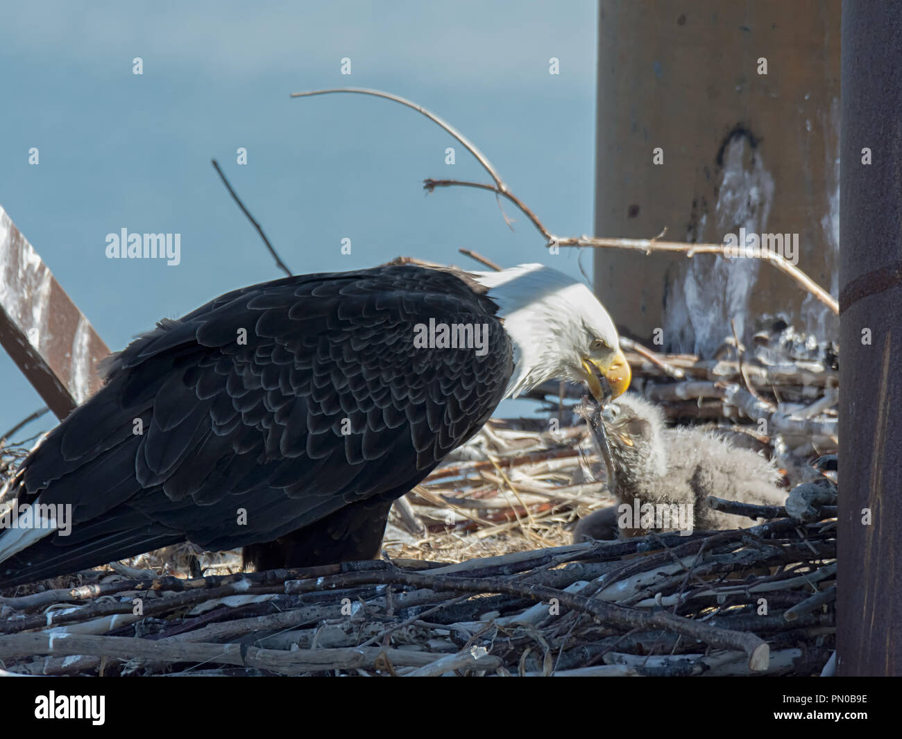 A Bald Eagle Mother feeds her down covered chick a bit of meat while standing in a nest build instead of a metal tube structure. Stock Photo