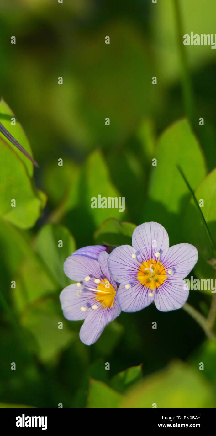 Two purple and yellow flowers with radiating veins reveal the location of a blooming Jacob's ladder. Stock Photo