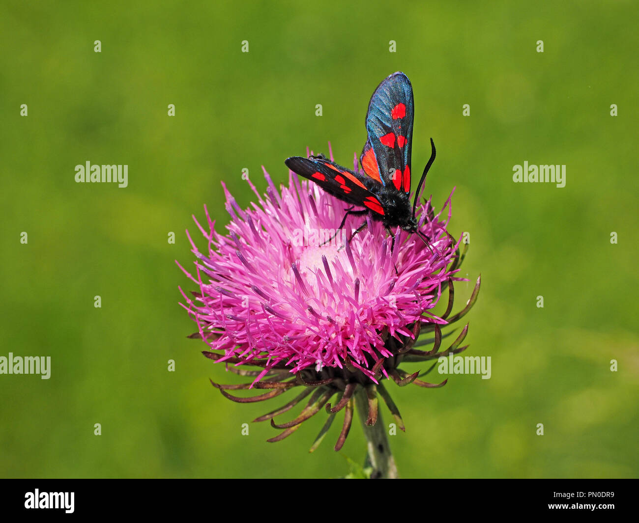 dazzling Five-Spot Burnet Moth (Zygaena trifolii) feeding on purple flowerhead of Welted Thistle (Carduus crispus), in the Ariege Pyrenees of France Stock Photo