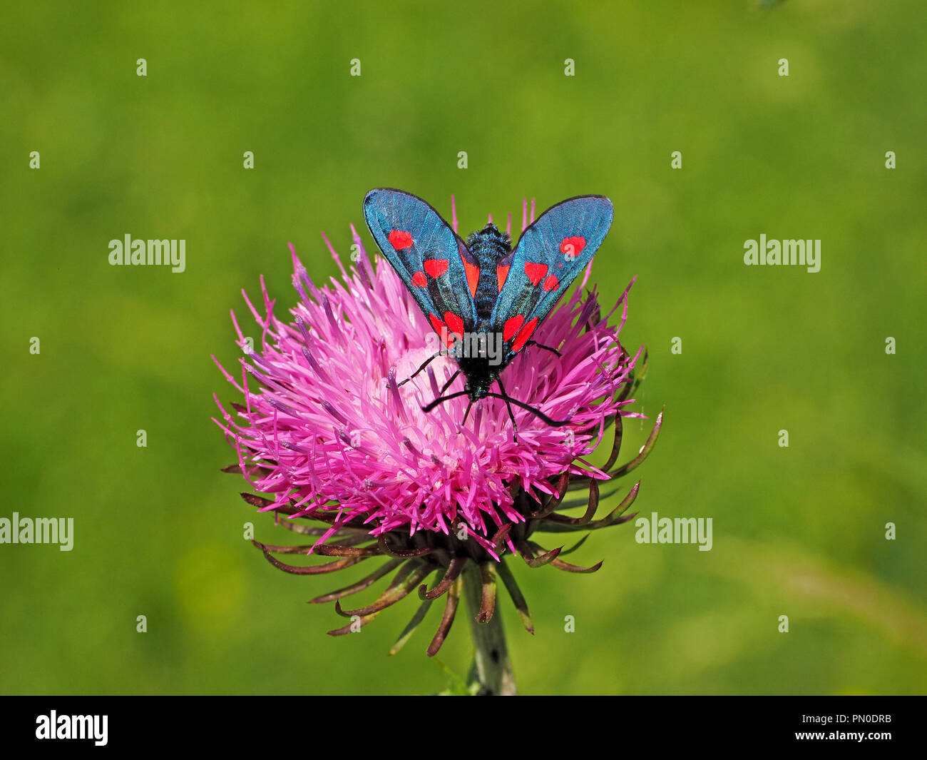 dazzling Five-Spot Burnet Moth (Zygaena trifolii) feeding on purple flowerhead of Welted Thistle (Carduus crispus), in the Ariege Pyrenees of France Stock Photo