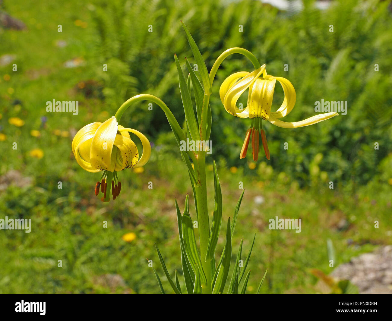 two dramatic flowers of native Pyrenean Lily (Lilium pyrenaicum) growing at Le Cirque de Cagatelle in the Ariège Pyrénées,  France Stock Photo