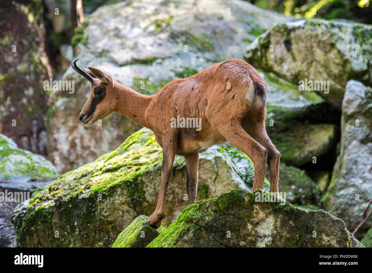 Pyrenean chamois (Rupicapra pyrenaica) foraging among rocks on mountain slope in the Pyrenees Stock Photo