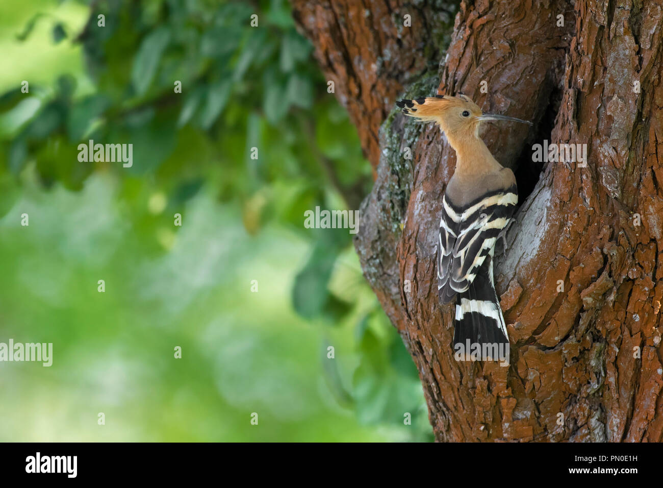 Eurasian hoopoe (Upupa epops) at nest entrance in hollow tree in spring Stock Photo