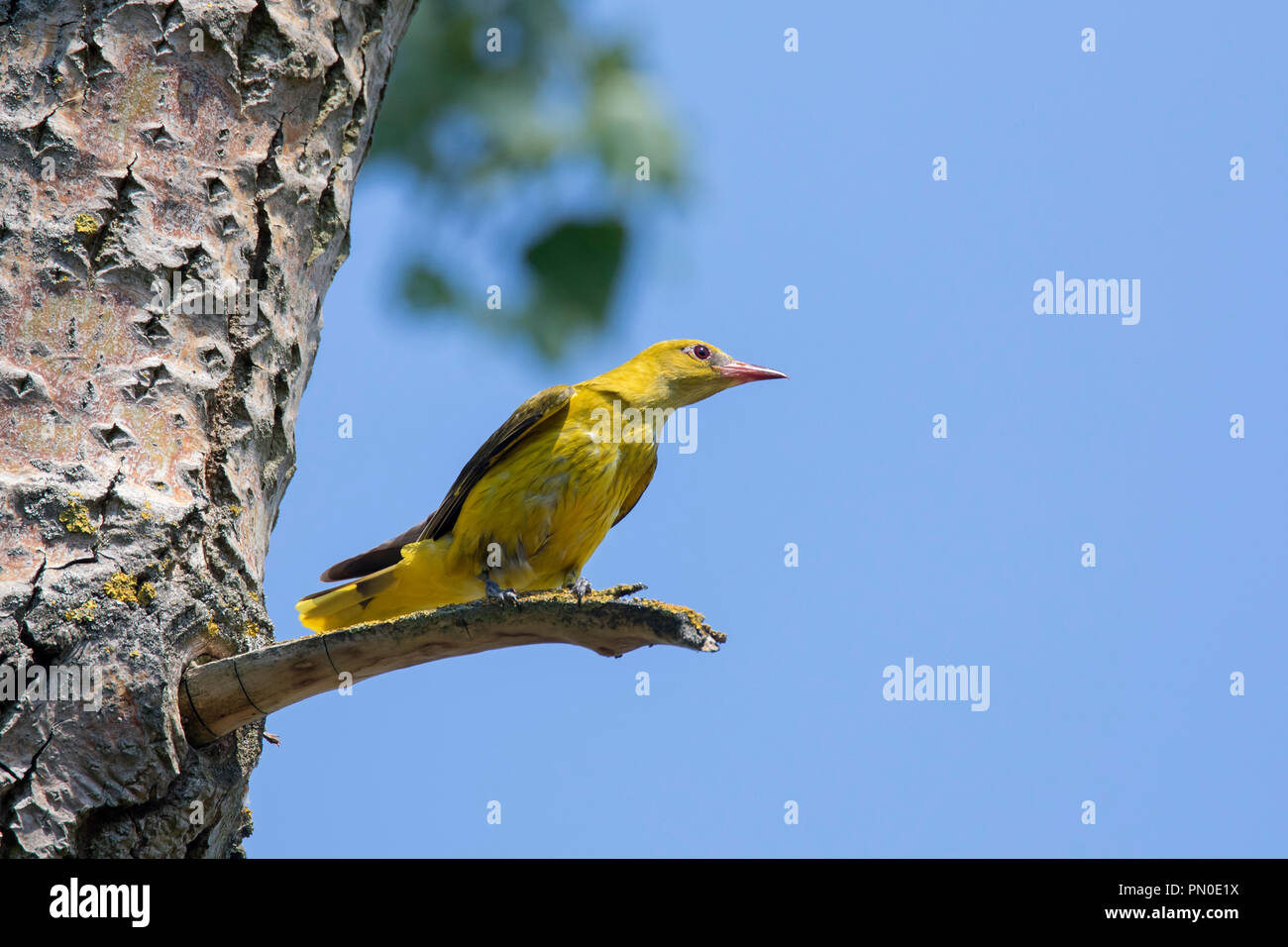 Eurasian golden oriole (Oriolus oriolus) female perched in tree in summer Stock Photo