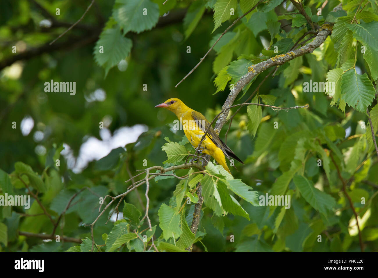 Eurasian golden oriole (Oriolus oriolus) female perched in tree in summer Stock Photo