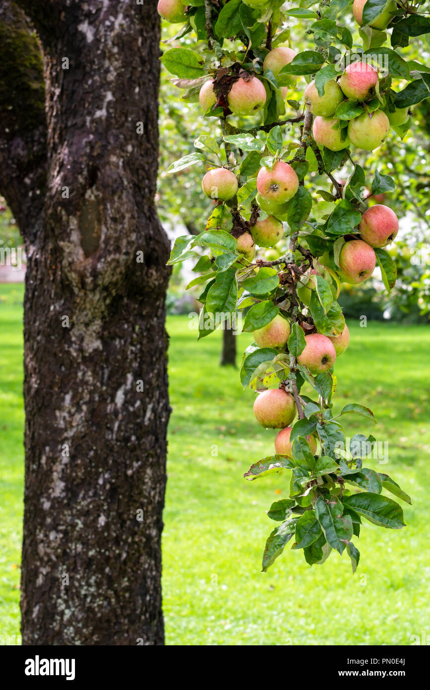 Branch of an apple tree with red ripe apples Stock Photo - Alamy